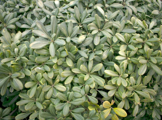 Pittospore 'Silver ball'