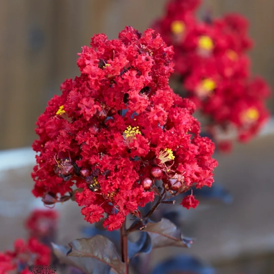 Lilas des indes 'Red hot'
