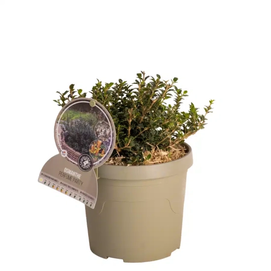 Osmanthe à feuilles variables 'Perfume party'