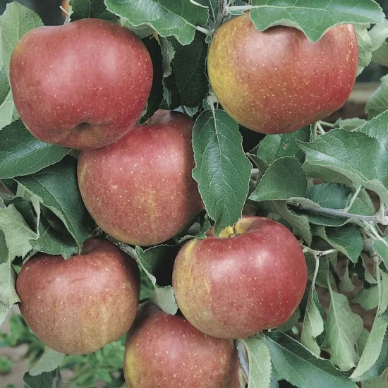 Pommier  'Melrose'