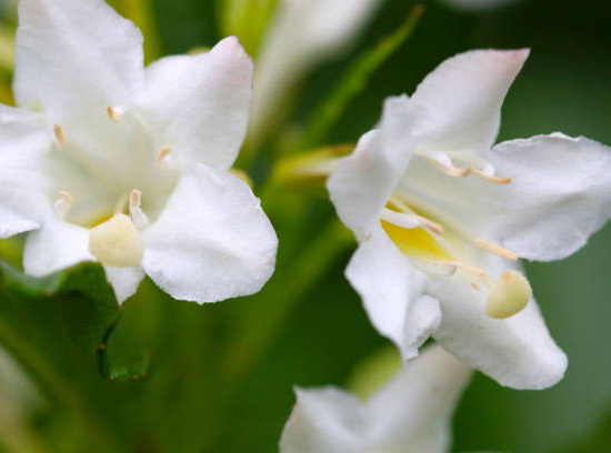 Weigelia 'Snowflake'