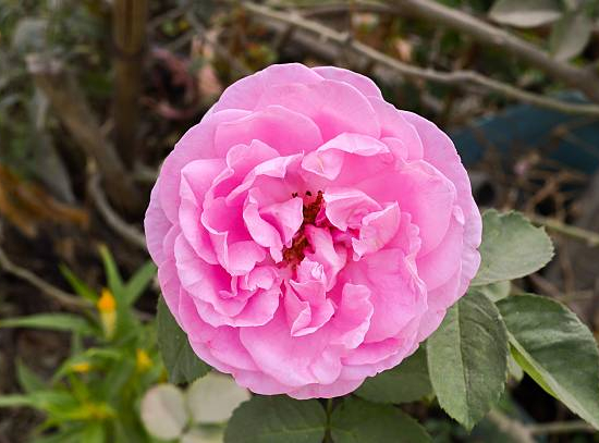 Rosier 'Gertrude jekyll '
