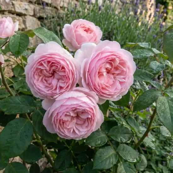 Rosier 'Olivia rose austin '