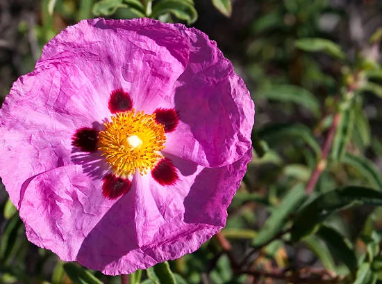 Ciste pourpre (Cistus purpureus) — grande fleur rose froissée avec centre jaune