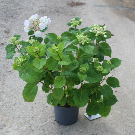 Hortensia 'Dolce gipsy bleu'