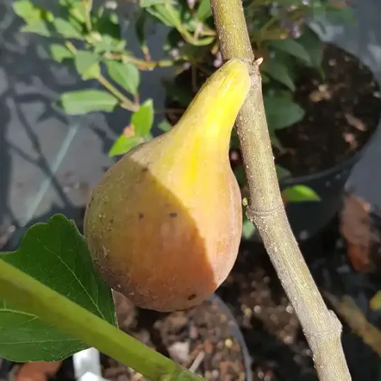 Figuier 'Terza' (Ficus carica) — photo 2