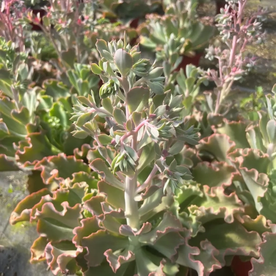 Echeveria 'Giant blue'