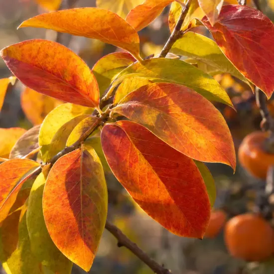 Plaqueminier 'Pomme jiro' (Diospyros kaki) — feuilles dégradées de jaune à orange, fruits en arrière-plan