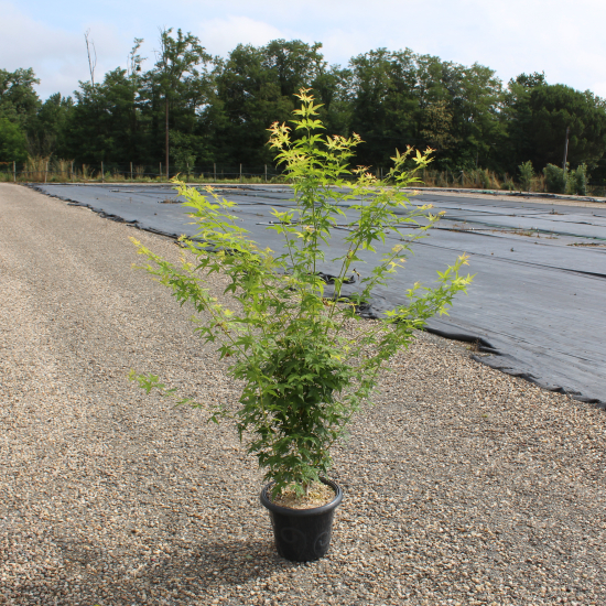 Érable du japon 'Bi hoo'