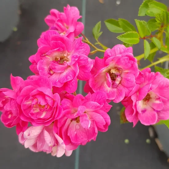 Rosier couvre-sol 'The fairy rouge' (Rosa) — photo 2