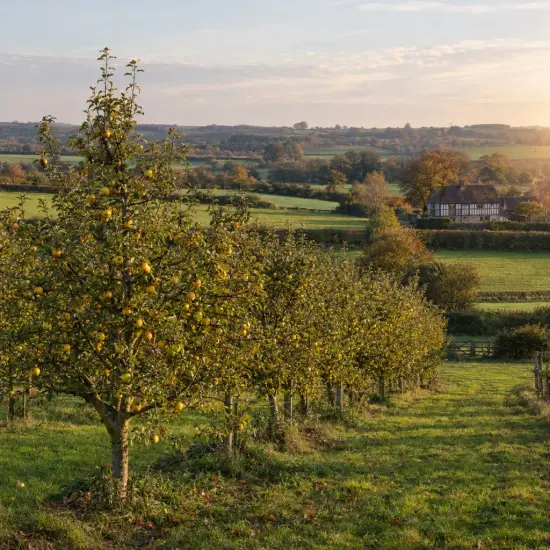 Pommier 'Goldrush delisdor' (Malus domestica) — rangées d'arbres fruitiers dans un verger vallonné