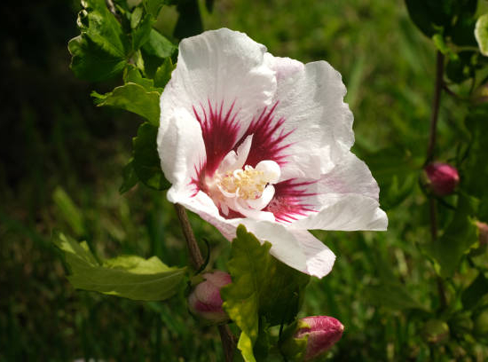 Hibiscus 'Pinkyspot'