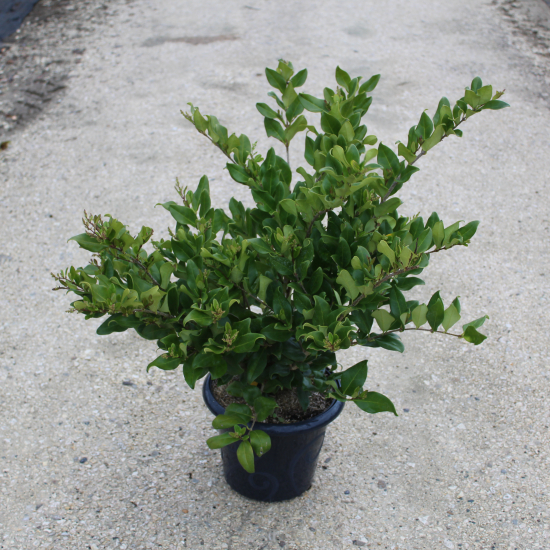 Troène du japon 'Texanum'