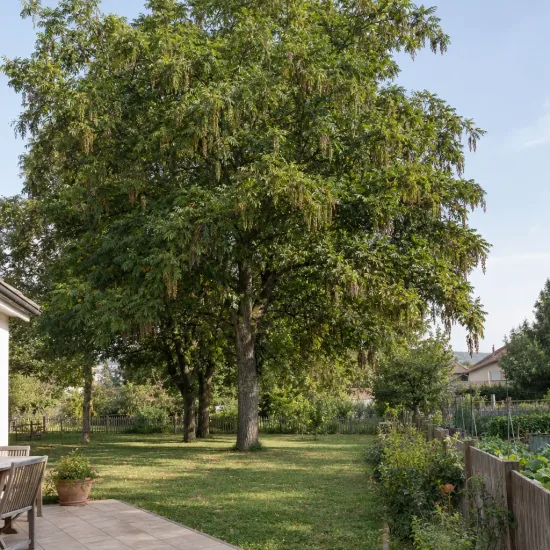 Ptérocaryer de chine (Pterocarya stenoptera) — grand arbre au feuillage dense dans un jardin · Photo d'illustration