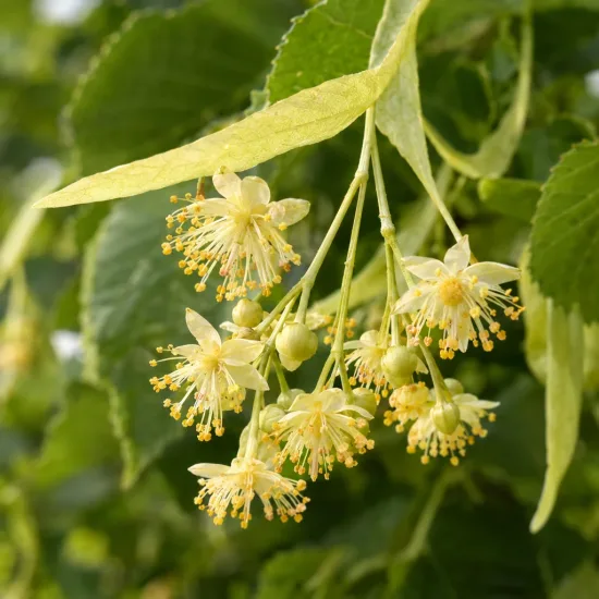 Tilleul commun 'Euchlora' (Tilia europaea) — grappes de petites fleurs jaunes avec feuilles · Photo d'illustration