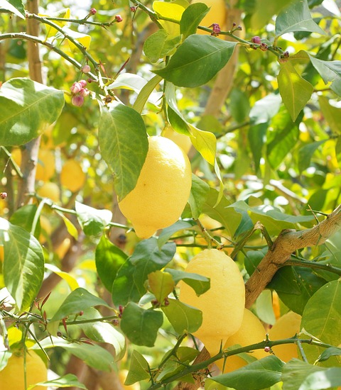 Citrus limon 'Eureka'