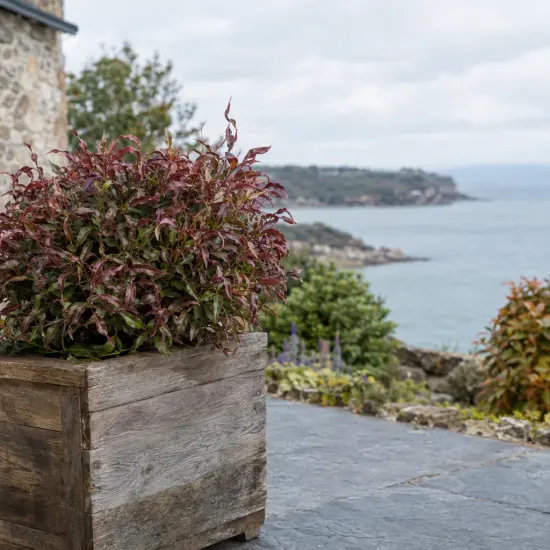 Leucothoé 'Twisting red' (Leucothoe walteri) — arbuste au feuillage rouge brun en bac bois
