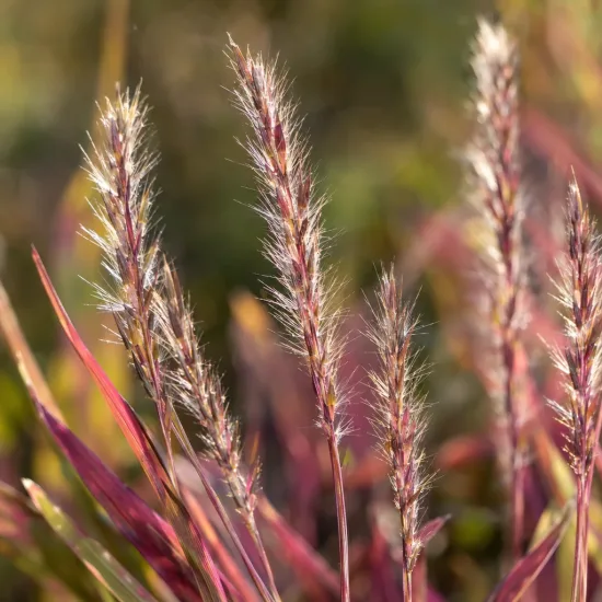 Herbe à balais 'Chameleon' (Schizachyrium scoparium) — épis plumeux de graminée aux feuilles rougeâtres · Photo d'illustration