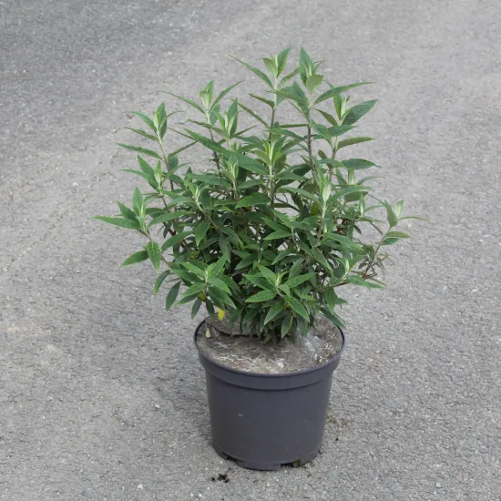 Arbre aux papillons Black Knight — Pot 7.5L