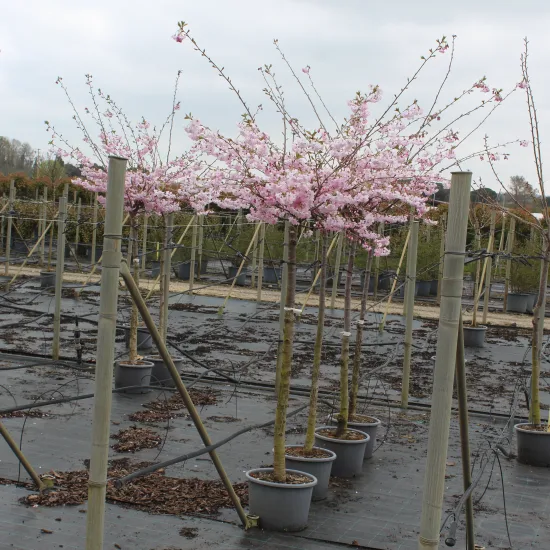 Cerisier du japon 'Accolade'