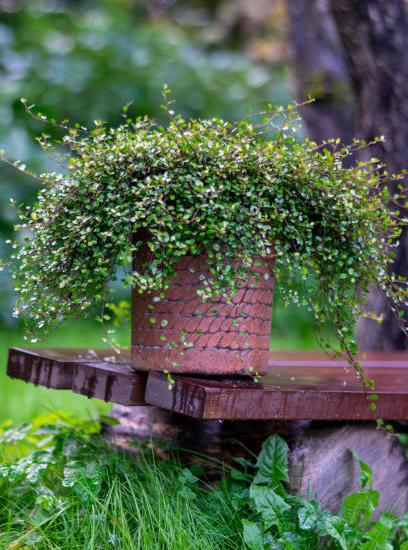 Muehlenbeckie 'Sealand compact'