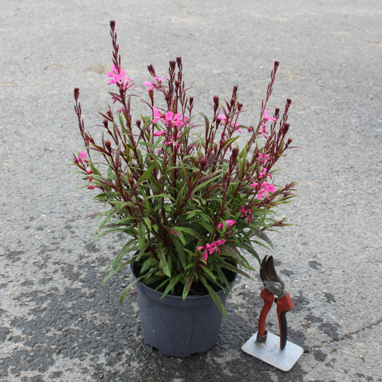 Gaura 'Steffi dark rose'