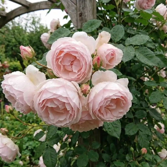 Rosier 'The generous gardener '