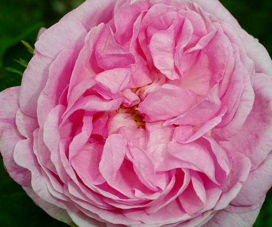 Rosier 'Francois juranville '