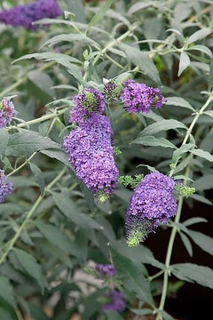 Arbre aux papillons violet