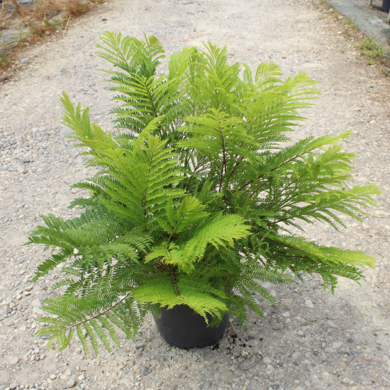 Flamboyant bleu 'Bonsai blue'