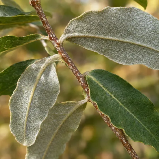 Goumi du japon à baies rouges (Eleagnus multiflora) — rameau avec feuilles allongées vertes et argentées · Photo d'illustration