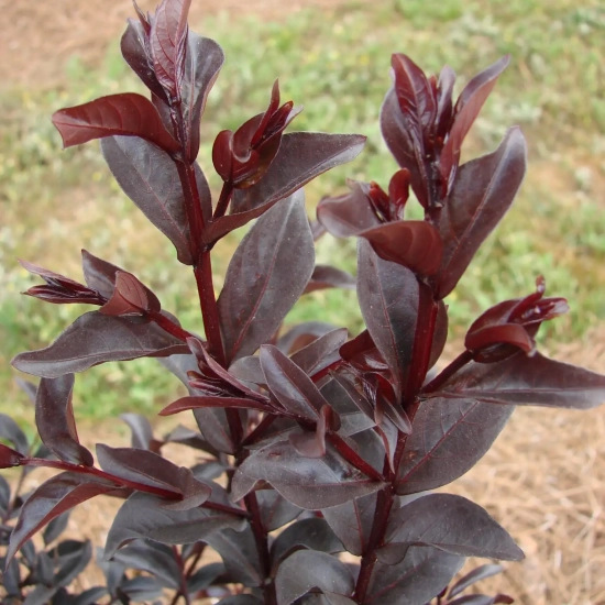 Lilas des indes 'Midnight magic'