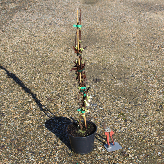 Cognassier à fleurs 'Nivalis blanc'