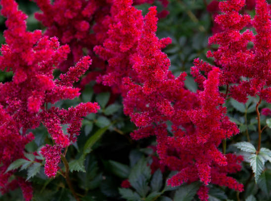 Astilbe 'Astary red'