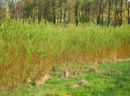 Osier des vanniers