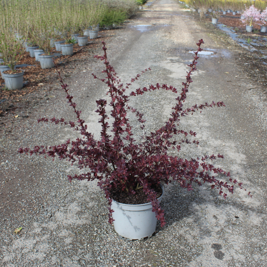 Épine-vinette 'Auricoma'