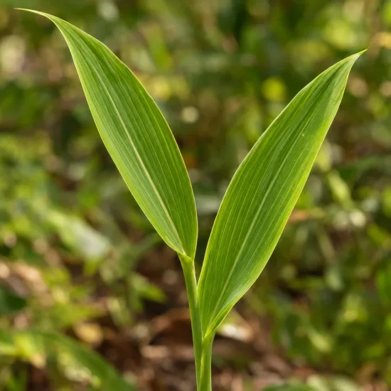 Gingembre du japon (Zinziber mioga) — jeune tige avec deux longues feuilles lancéolées · Photo d'illustration