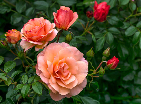 Rosier 'Summer of love '