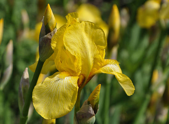 Iris nain 'Brassie jaune'
