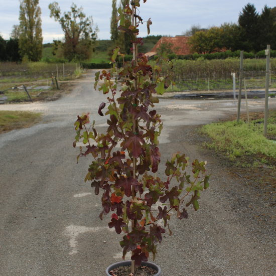 Copalme d'amérique 'Rotundiloba'