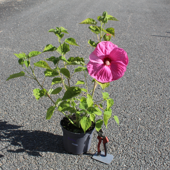 Hibiscus des marais 'Rosea'