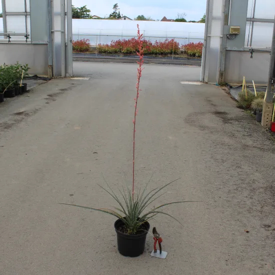 Yucca rouge — Pot 3L