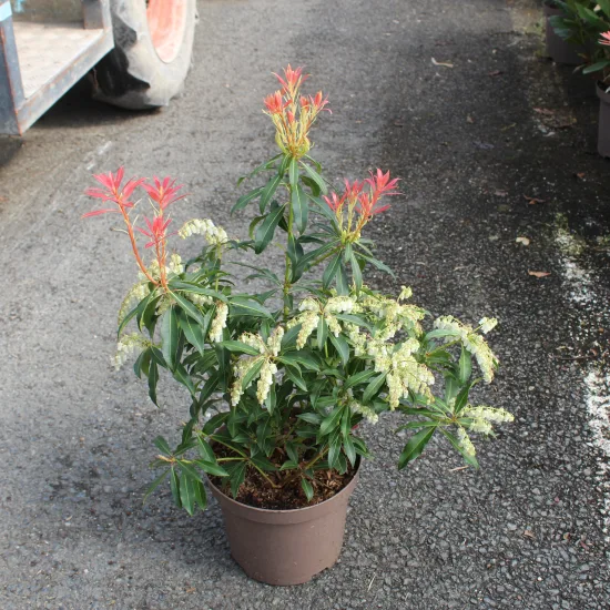 Andromède du japon 'Flaming silver' (Pieris japonica) — arbuste en pot avec jeunes pousses rouges fleuries · Pot 3L