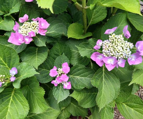 Hortensia 'Zorro rose'