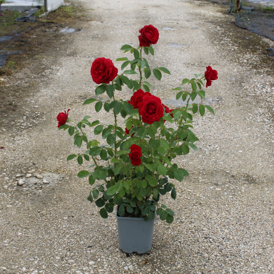 Rosier 'Docteur watson '