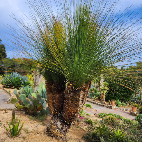 Sotol, Dasylire serratifolium