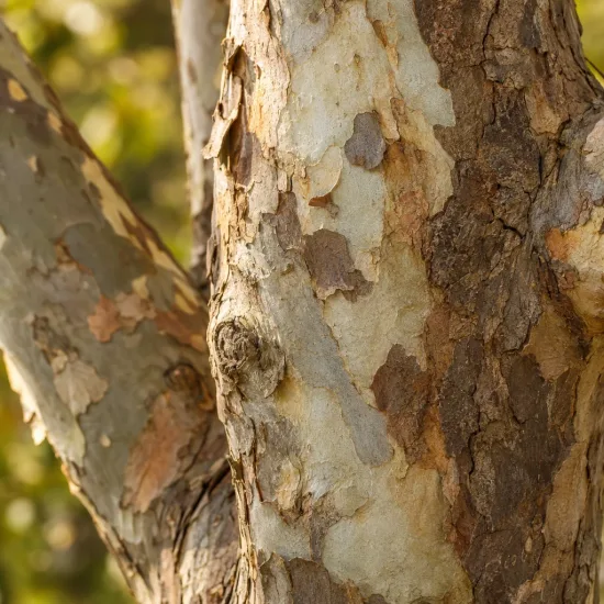 Platane à feuilles d'érable pyramidal 'Pyramidalis' (Platanus × hispanica) — gros plan sur écorce d’arbre desquamante · Photo d'illustration