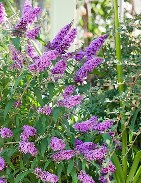 Arbre aux papillons violet