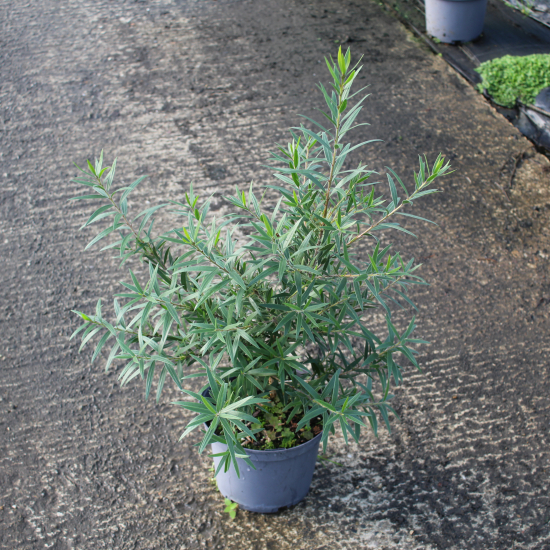 Rince-bouteille 'mini red'