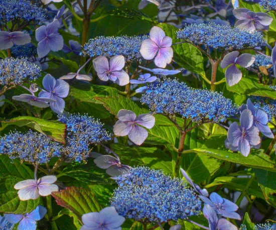 Hortensia japonais 'Blue bird'